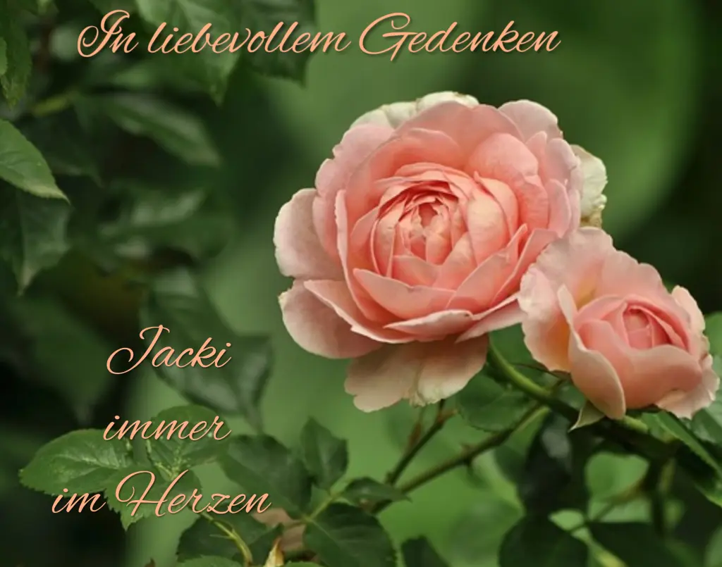 Condolence image of 18 Monate... Sehnsucht ❤️