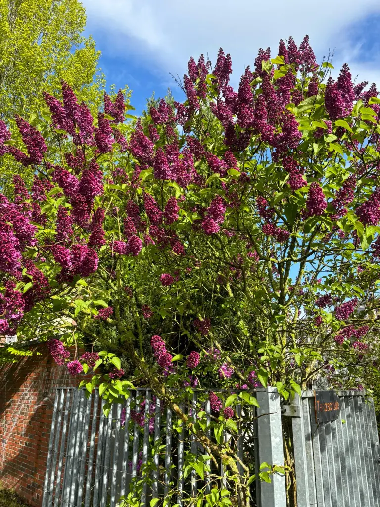 Condolence image of Martina mit Seelenhund Samy ♥️⭐♥️ für immer im Herzen 
