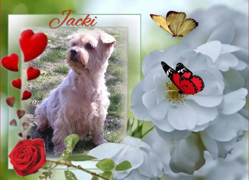 Condolence image of Sonntag...79 Wochen ohne Dich♥️ unser lieber Jackuś♥️...