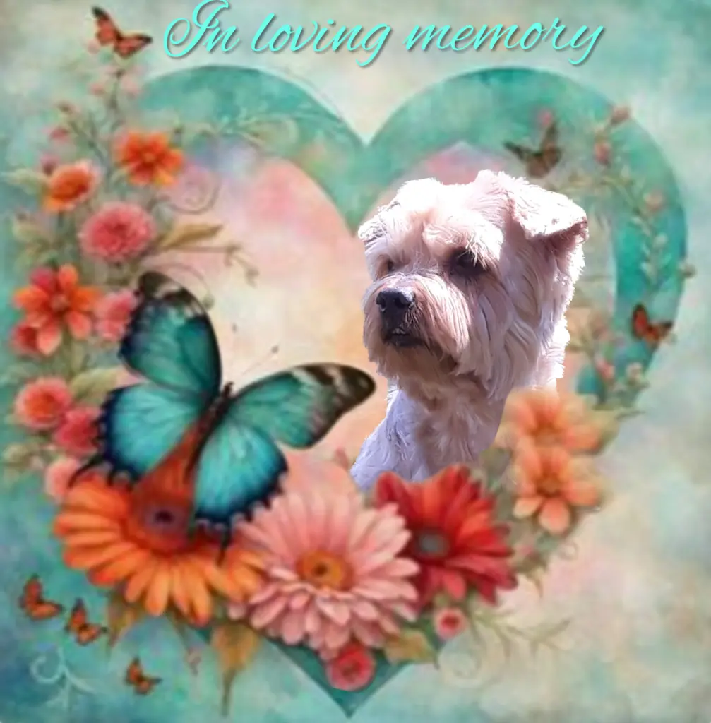 Condolence image of Sonntag...80 Wochen ohne Dich♥️ unser lieber Jacki♥️...