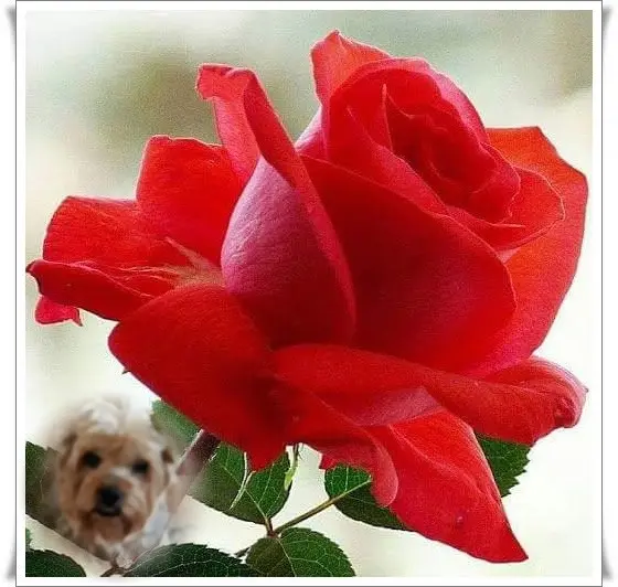 Condolence image of Dzień Mamy❤️