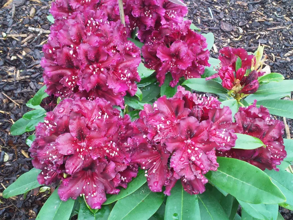 Condolence image of Manuela mit Seelenhund Flick