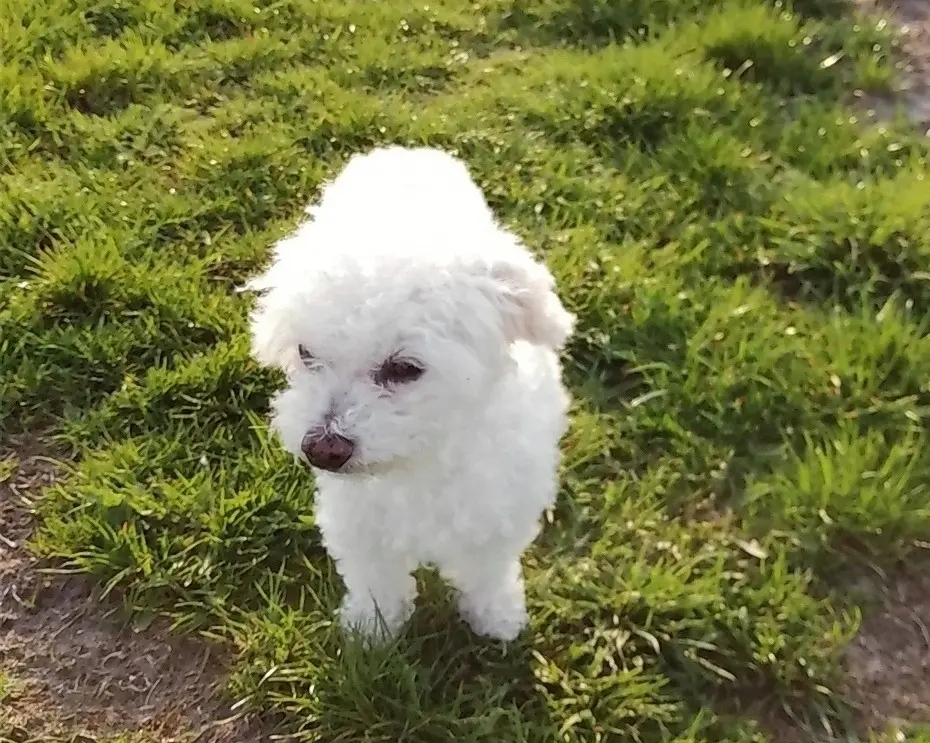 Condolence image of Snowy ❤️