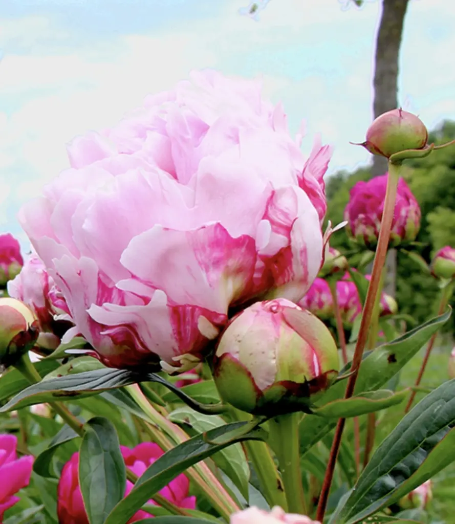 Condolence image of Wenke mit Lilli im Herzen ♥️