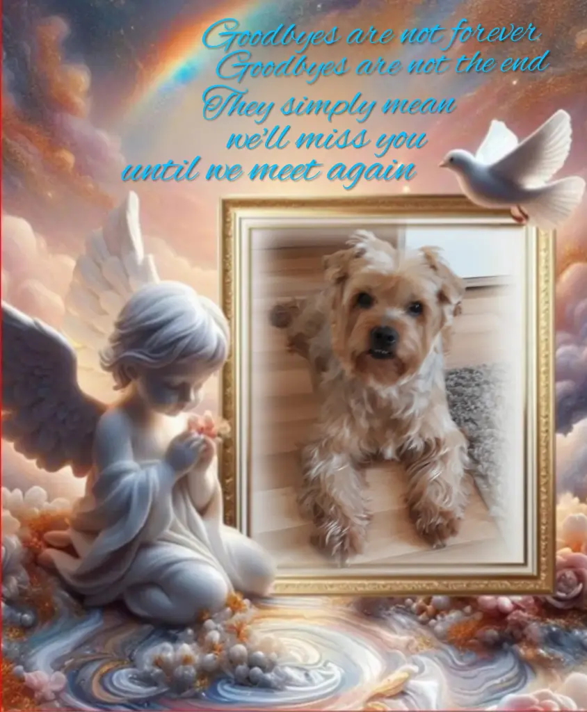 Condolence image of Sonntag...81 Wochen ohne Dich♥️ unser lieber Jacki♥️...