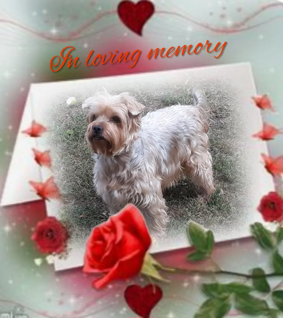 Condolence image of Sonntag...82 Wochen ohne Dich unser allerliebster Jacki♥️...