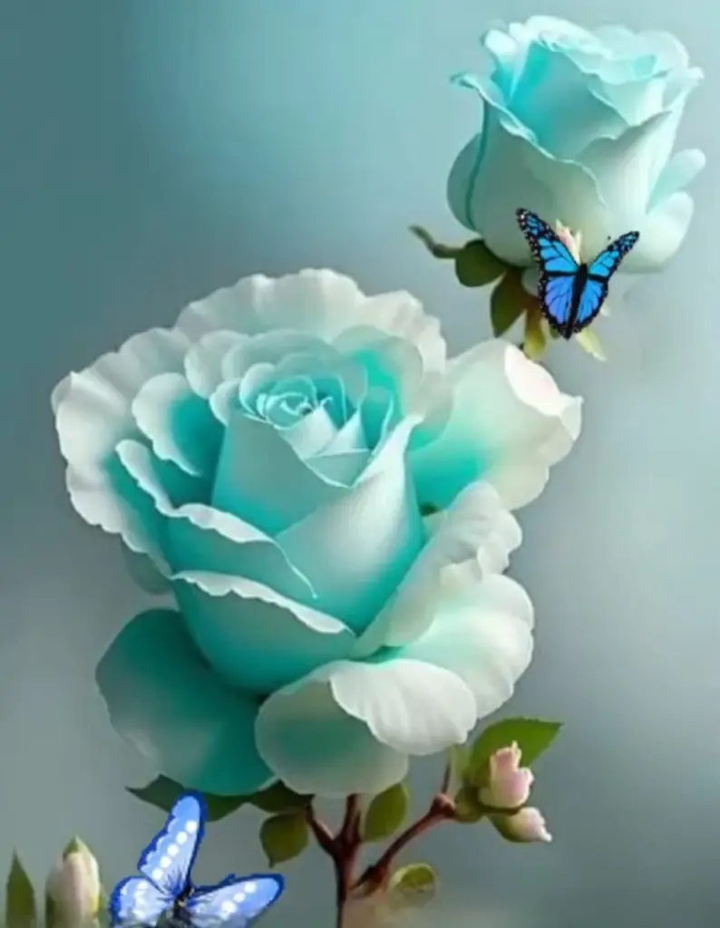 Condolence image of ⭐️❤️Dobranoc nasz kochany Jackusiu❤️⭐️