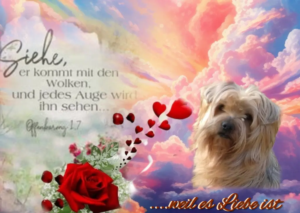 Condolence image of Gaby mit Snowy ❤️