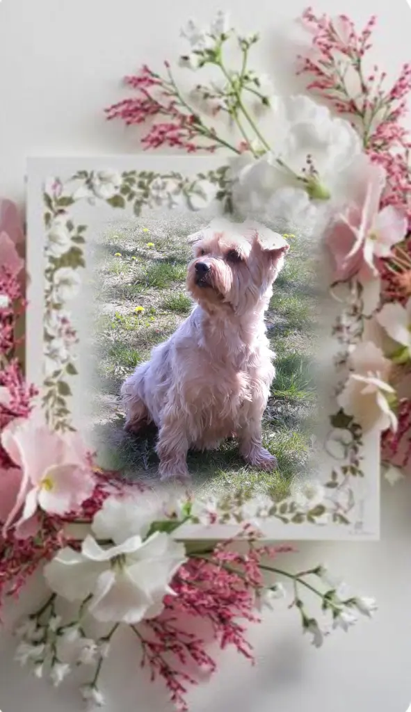 Condolence image of 19 Monate ohne Dich♥️ unser allerliebster Jacki♥️ 