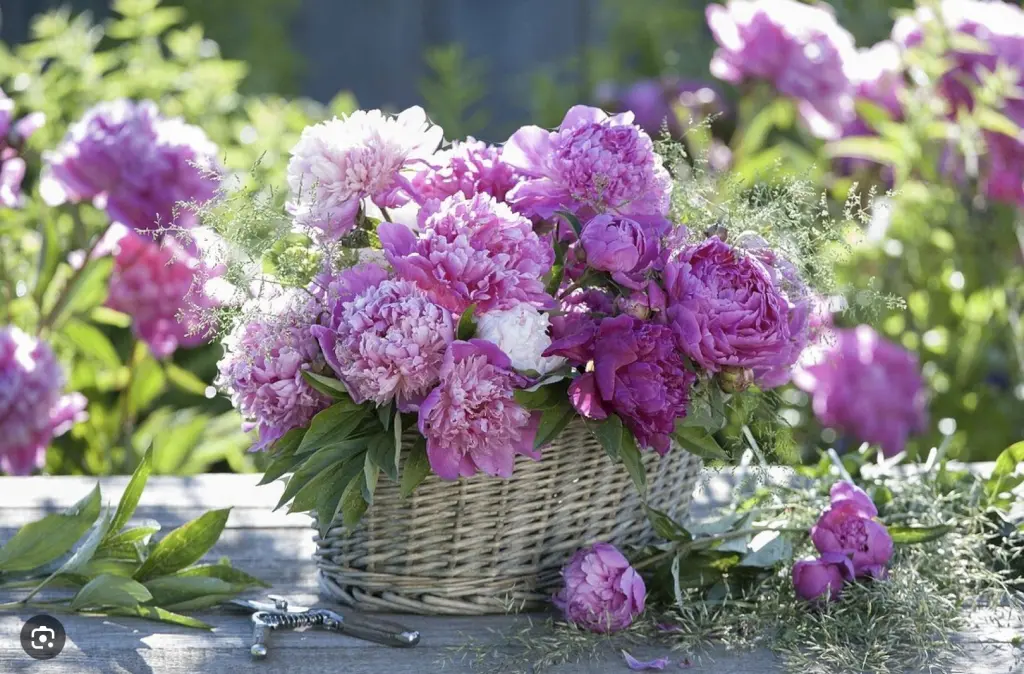 Condolence image of Für den lieben Jacki ❤️