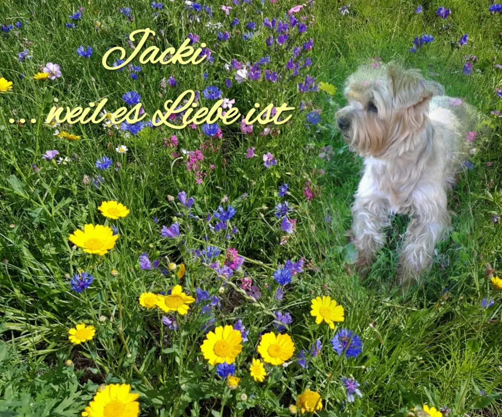 Condolence image of Dobranoc ❤️Jacki ❤️