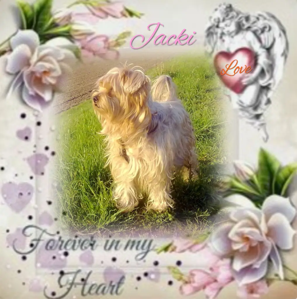 Condolence image of Sonntag...83 Wochen ohne Dich♥️ unser allerliebster Jacki♥️... 