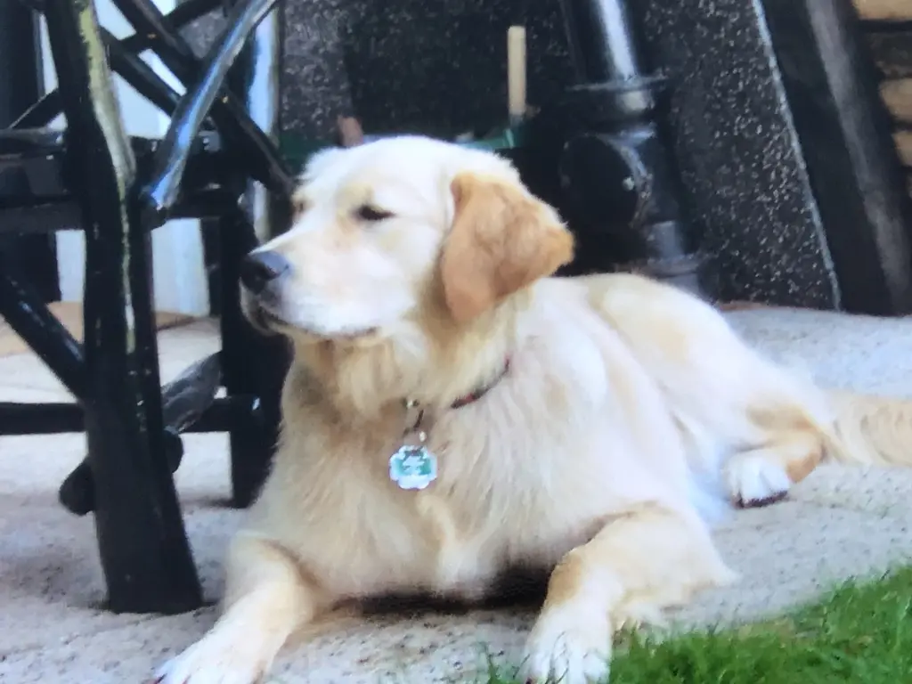 Condolence image of Angelika mit Luna ❤️