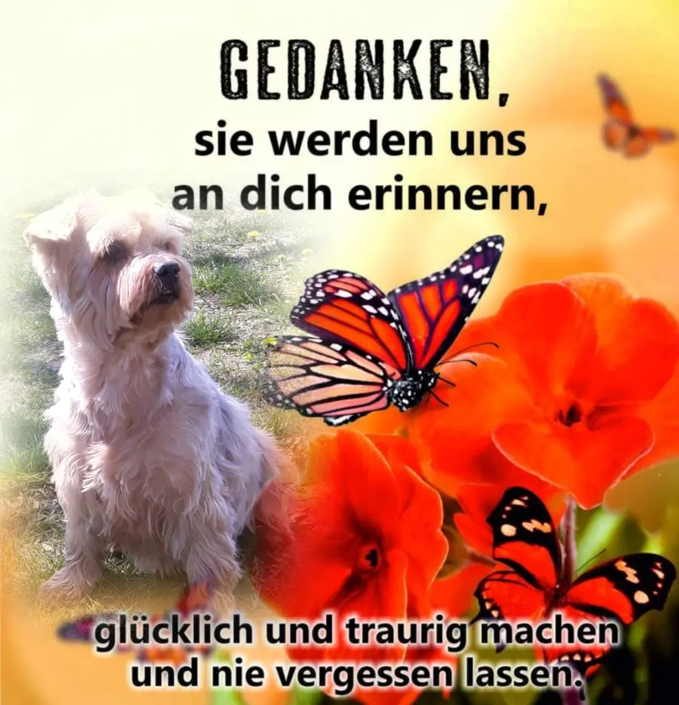 Condolence image of Sonntag...84 Wochen ohne Dich♥️ unser allerliebster Jackuś♥️...