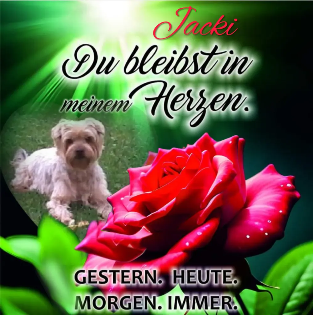 Condolence image of ⭐️Dobranoc nasz najdroższy Jackusiu♥️