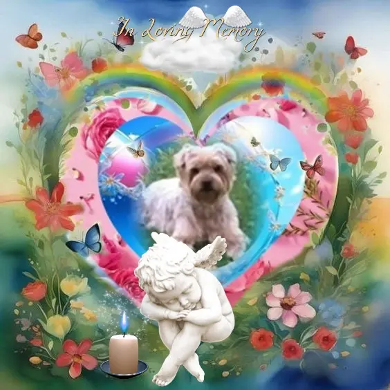 Condolence image of 85.Miesięcy.....Bez Ciebie❤️❤️❤️⭐️Ukochany❤️❤️❤️❤️❤️❤️❤️❤️Jackuniu❤️⭐️