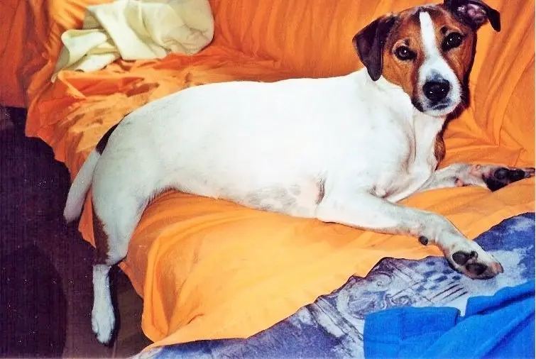 Condolence image of Paul mit Seelenhund " Spiky " 19. Juni 2023