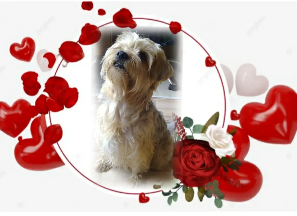 Condolence image of Sonntag...86 Wochen ohne Dich♥️ unser allerliebster Jacki♥️... 