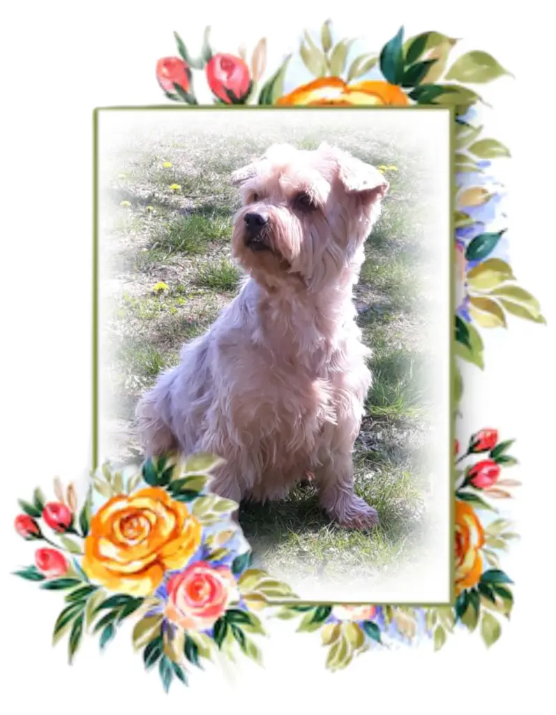 Condolence image of Ewa & Krzysztof 