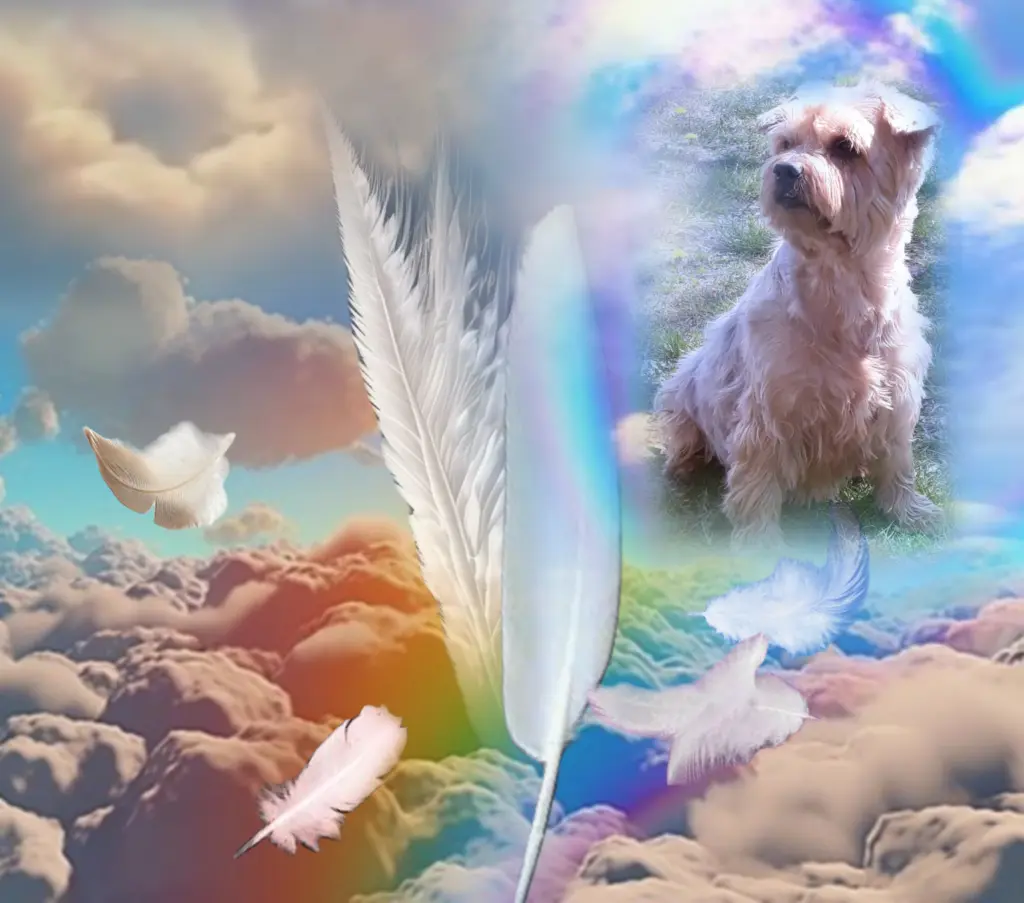 Condolence image of ♥️Grüße aus dem Himmel♥️