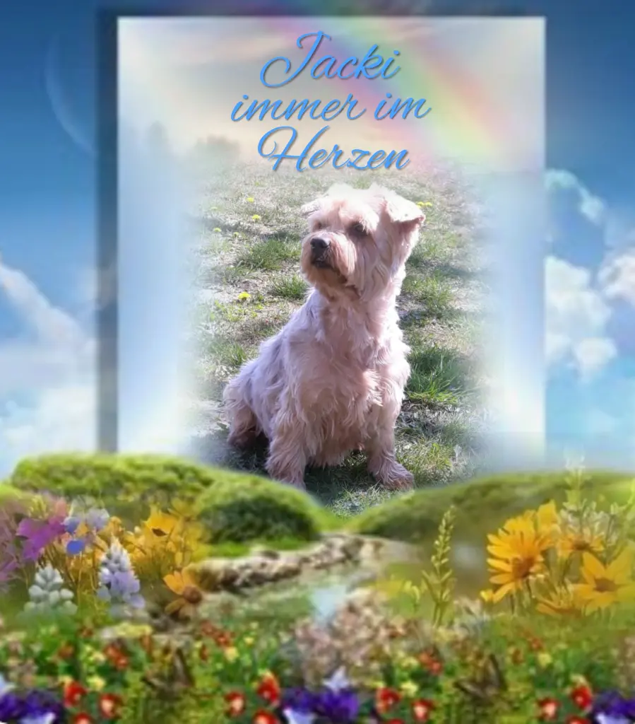 Condolence image of Sonntag...87 Wochen (20 Monate) ohne Dich♥️ unser allerliebster Jackuś♥️... 