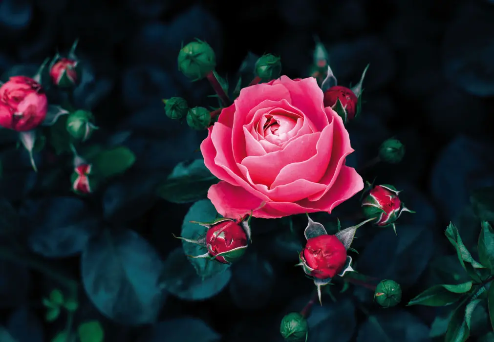 Condolence image of Gaby mit Snowy ❤️