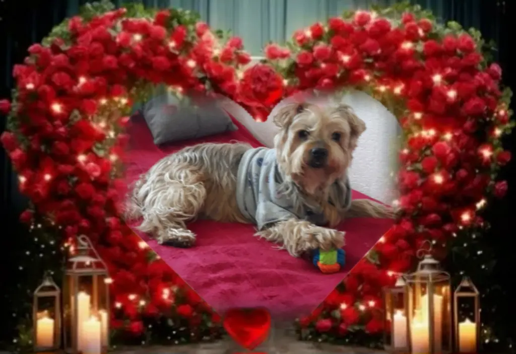 Condolence image of ⭐️Dobranoc nasz najdroższy Jackusiu♥️