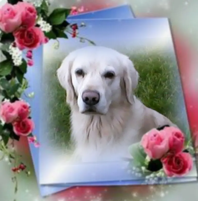 Condolence image of Claudia mit ASKO❤️ 