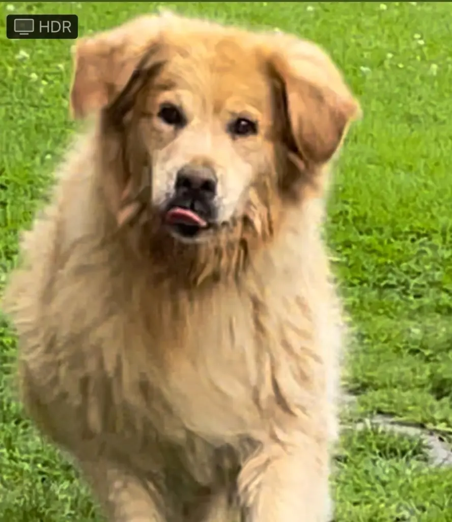 Condolence image of Angelika mit Luna ❤️