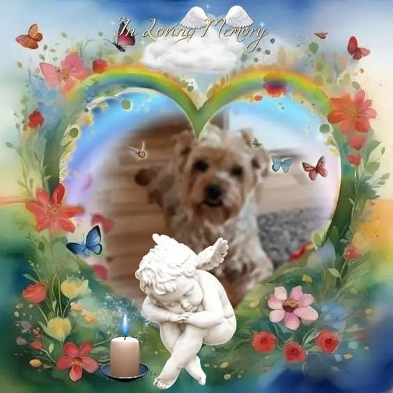 Condolence image of 88.Tygodni.....Bez Ciebie❤️⭐️Ukochany❤️❤️❤️❤️❤️❤️Jackusiu❤️⭐️