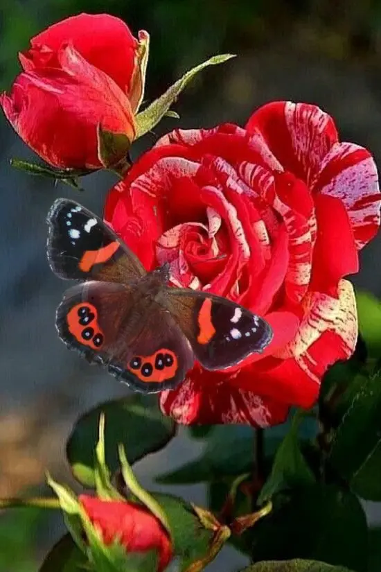 Condolence image of 89 Wochen des Vermissen 's ♥️♥️♥️