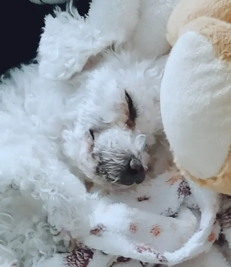 Condolence image of Snowy ❤️