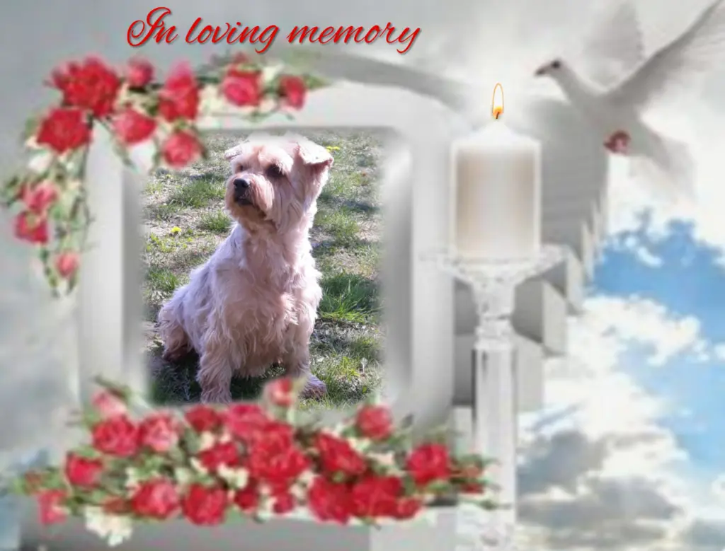 Condolence image of Sonntag...90 Wochen ohne Dich♥️ unser allerliebster Jacki♥️... 