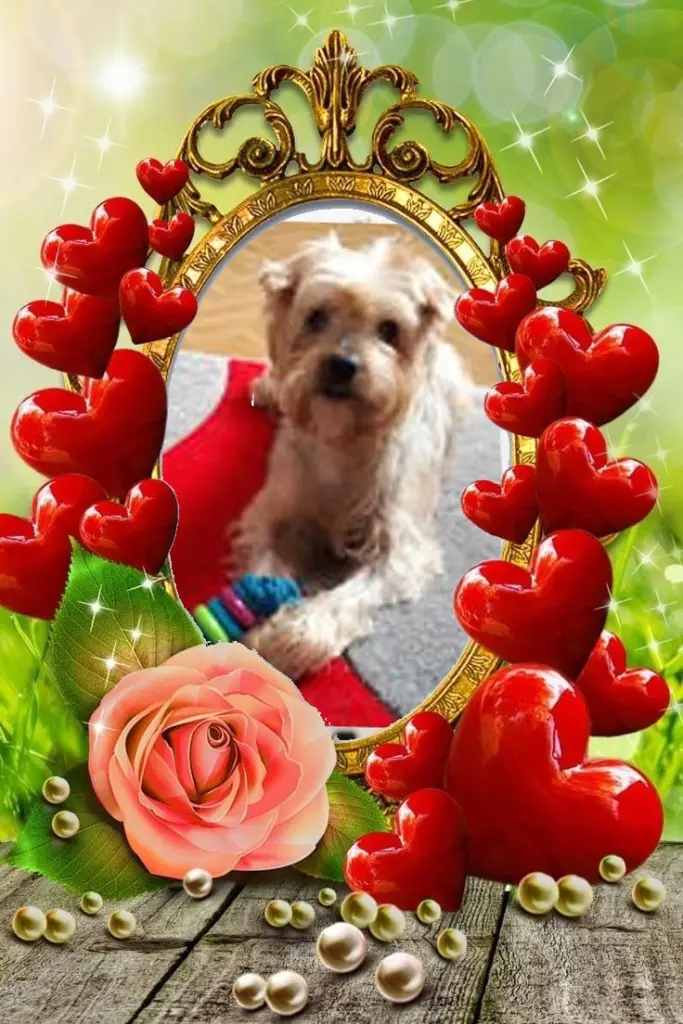 Condolence image of 90. Tygodni...BEZ CIEBIE❤️⭐️UKOCHANY❤️❤️❤️❤️❤️❤️❤️❤️❤️❤️❤️❤️JACKUSIU❤️⭐️