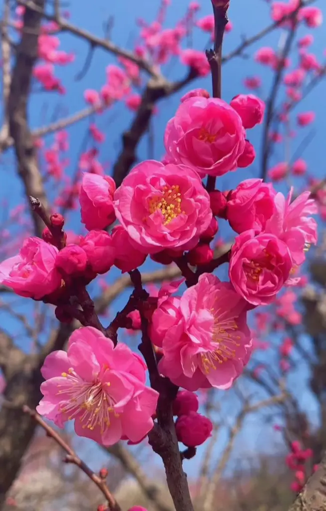 Condolence image of Martina mit Seelenhund Samy ♥️⭐♥️ für immer im Herzen 