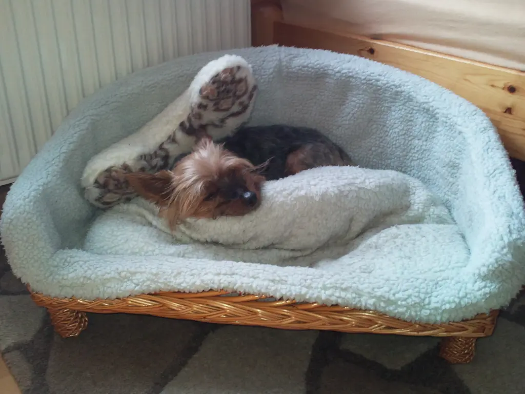 Condolence image of Flick