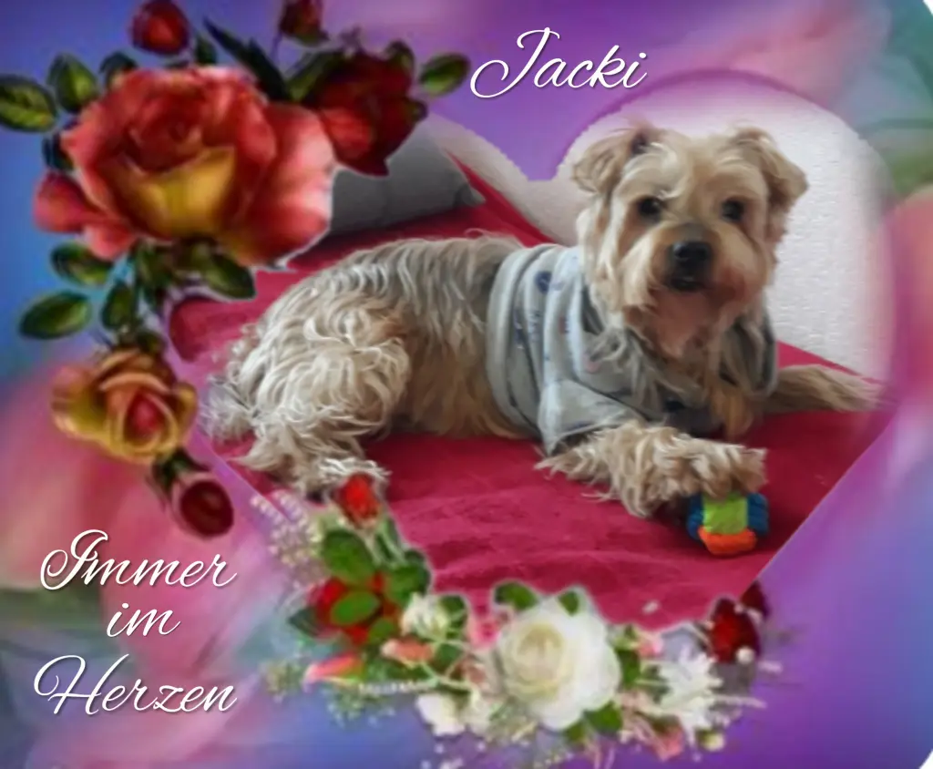Condolence image of Sonntag...91 Wochen ohne Dich♥️ unser allerliebster Jacki♥️...