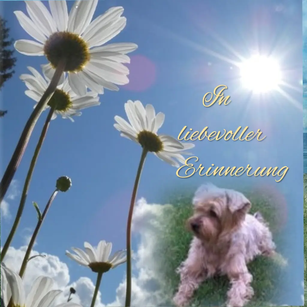 Condolence image of Unbekannt