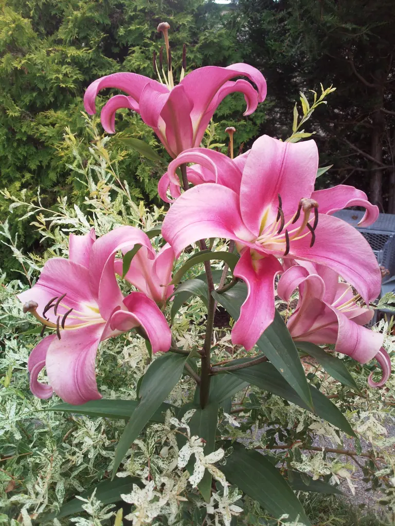 Condolence image of Manuela mit Seelenhund Flick