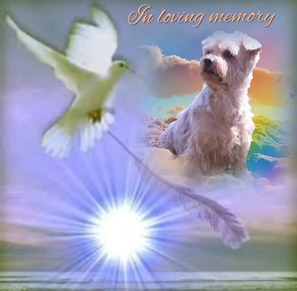 Condolence image of ⭐️Dobranoc nasz najdroższy Jackusiu♥️ 