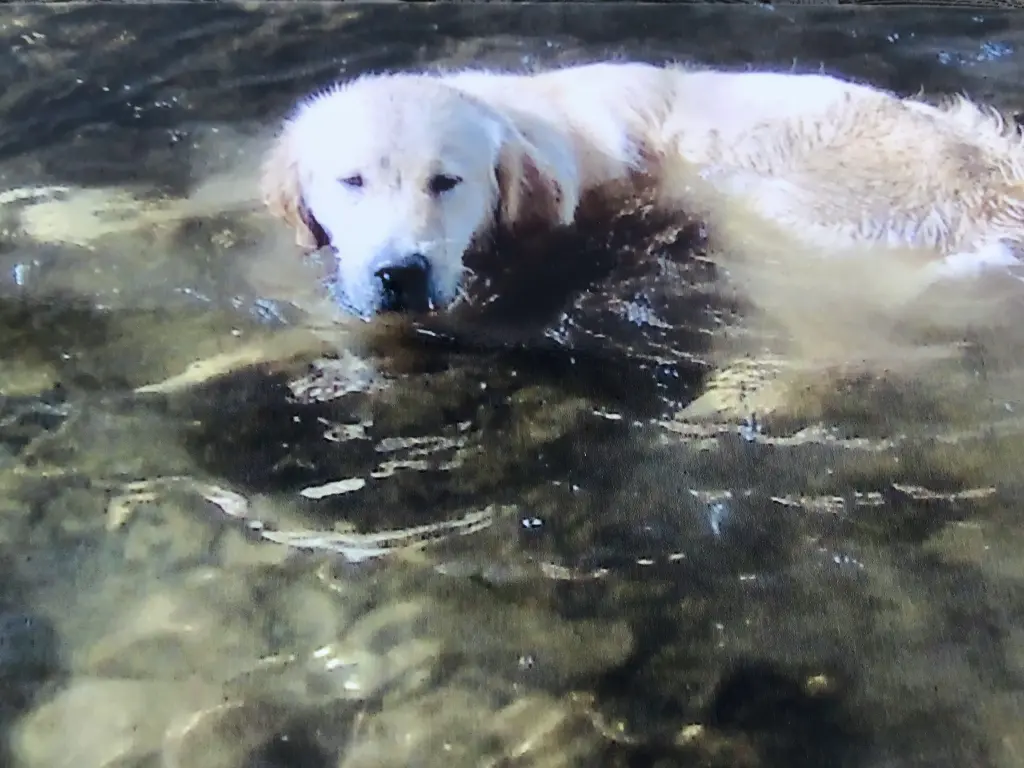 Condolence image of Angelika mit Luna ❤️