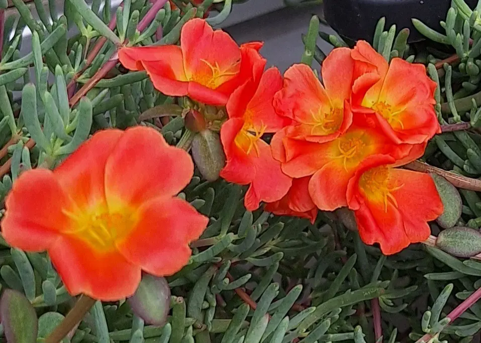 Condolence image of Ewa & Krzysztof 