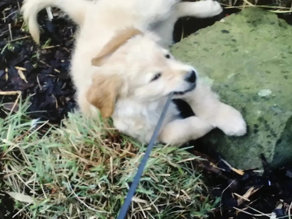 Condolence image of Angelika mit Luna ❤️