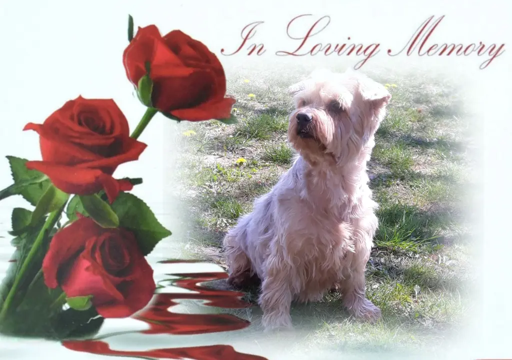 Condolence image of 22 Monate ohne Dich♥️ unser allerliebster Jackuś♥️