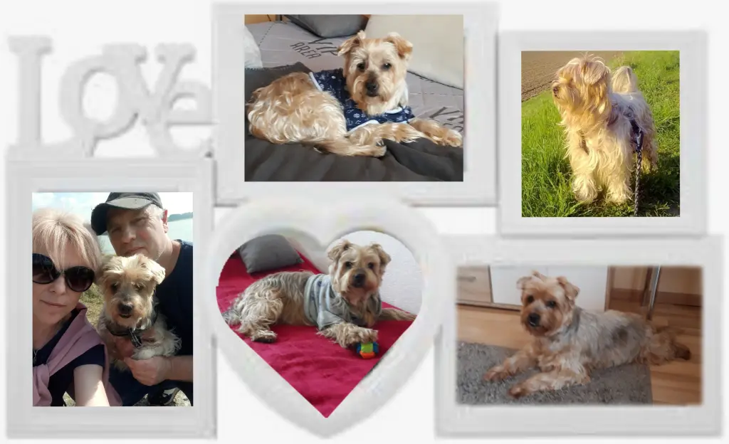 Condolence image of Sonntag...96 Wochen ohne Dich♥️ unser allerliebster Jacki♥️... 