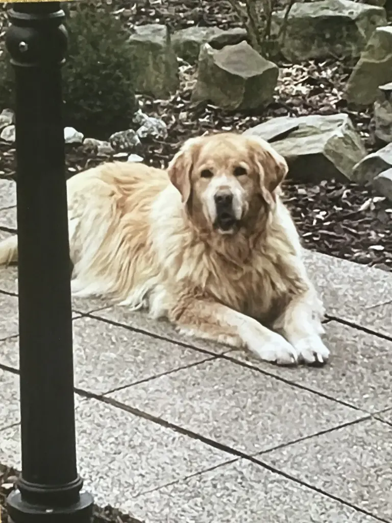 Condolence image of ❤️ Luna ❤️