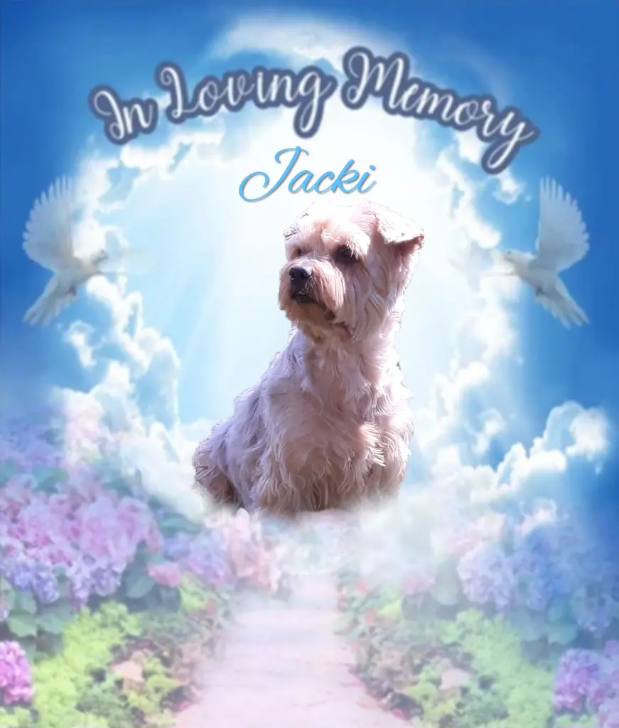 Condolence image of Sonntag...97 Wochen ohne Dich♥️ unser allerliebster Jackuś♥️...