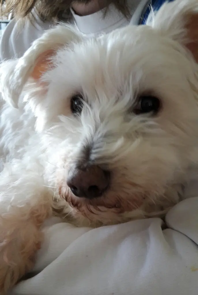 Condolence image of Martina mit Seelenhund Samy ♥️⭐♥️ für immer im Herzen 