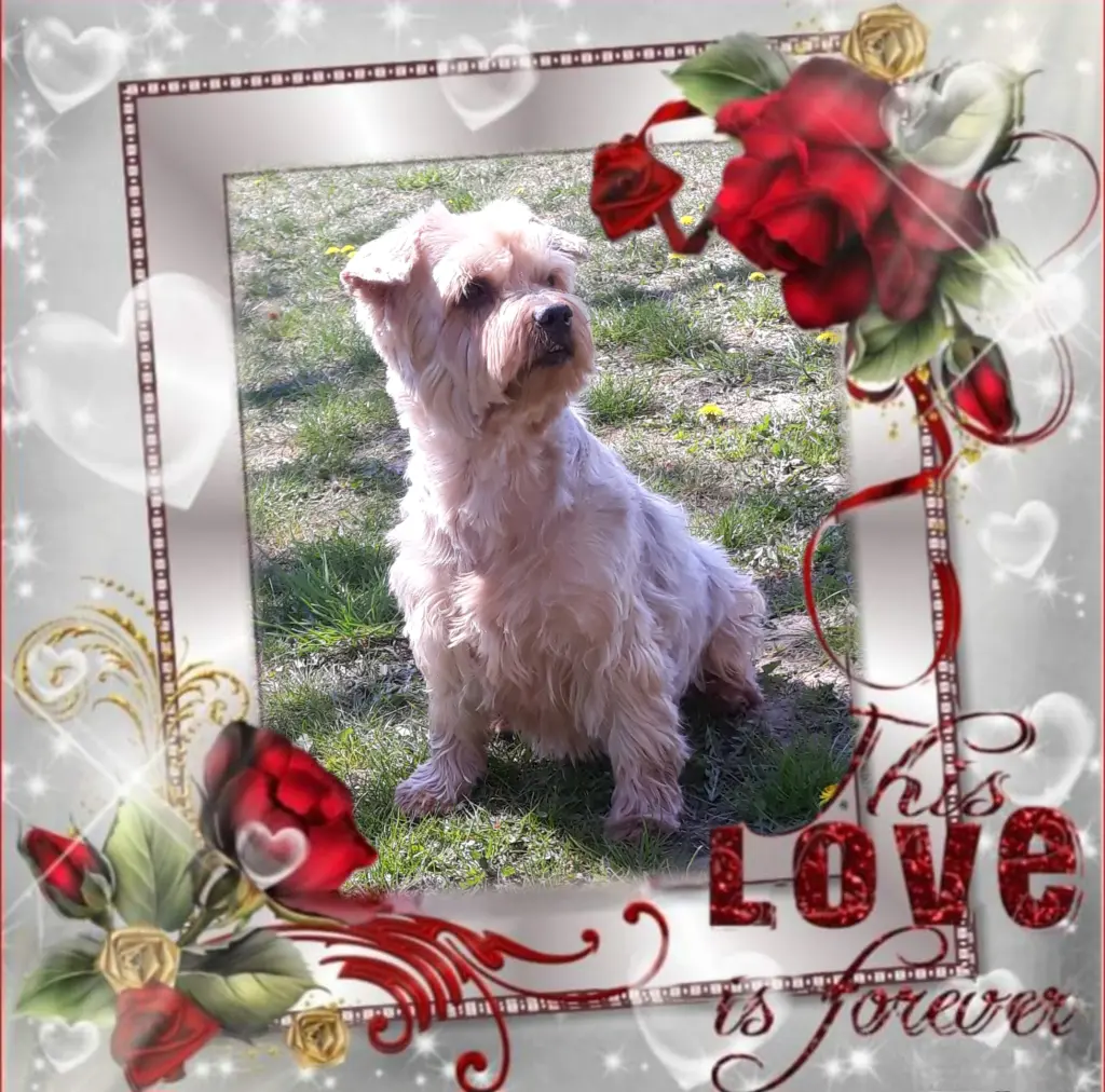 Condolence image of ⭐️Dobranoc nasz najdroższy Jackusiu♥️