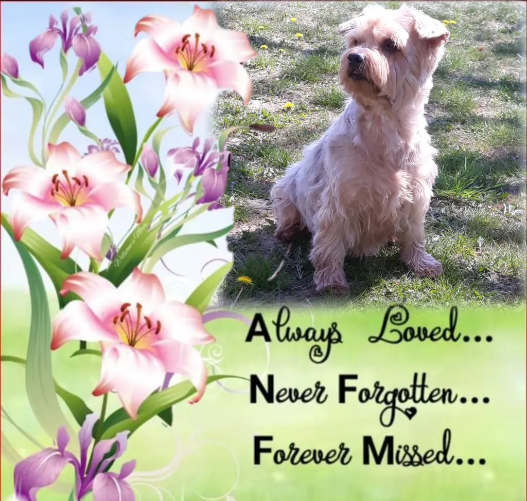 Condolence image of Sonntag...98 Wochen ohne Dich♥️ unser allerliebster Jacki♥️... 